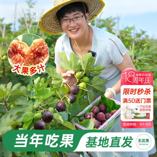 基地自产无花果苗保证对版