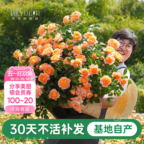 海蒂的花园果汁阳台月季新手推荐