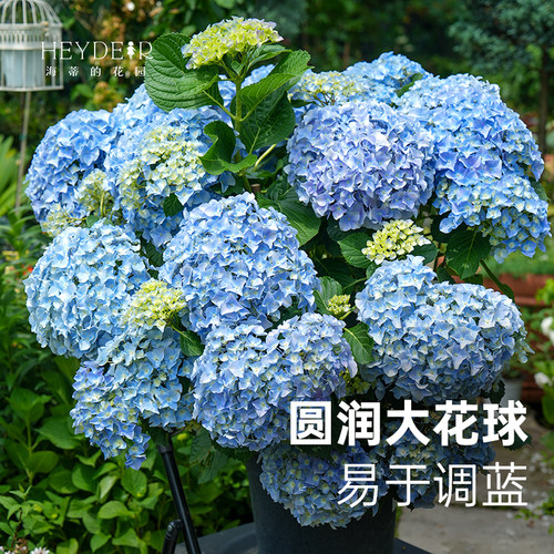 大海蓝新品大花绣球新老枝开花