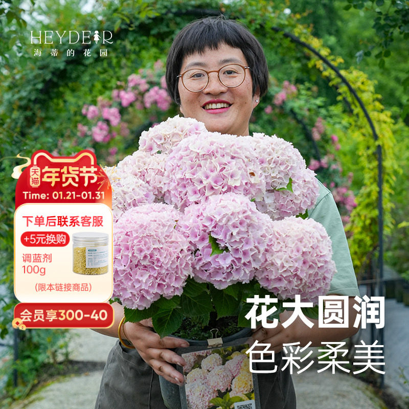 海蒂的花园魔幻海洋大花绣球花好养木本花卉阳台庭院盆栽植物花苗,鲜花速递/花卉仿真/绿植园艺,绣球/木绣球/木本植物,淘宝优惠券,粉丝福利购,淘宝优惠卷