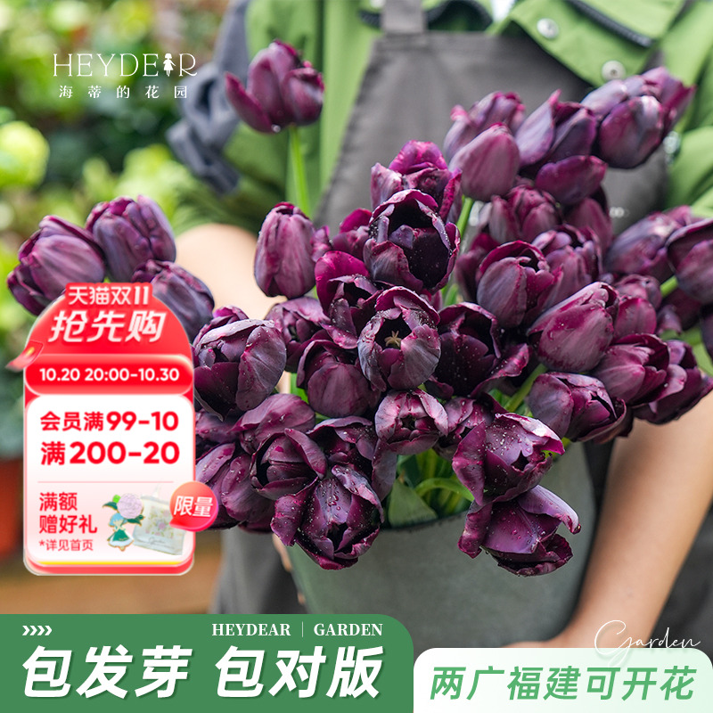 郁金香5度球球根花卉春季开花