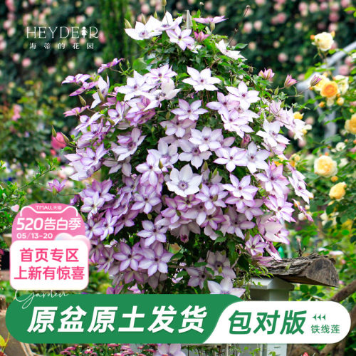 海蒂的花园铁线莲乌托邦爬藤植物