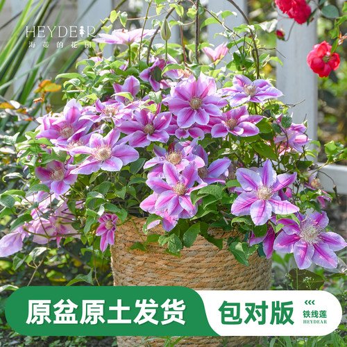 海蒂的花园旗舰店铁线莲苗乌托邦倒影爬藤铁线莲盆栽苗庭院可种