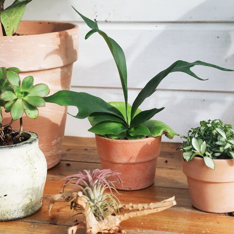 海蒂的花园帝罗马宽边圆型套盆锡耶纳迷你陶盆多肉桌面植物小花盆