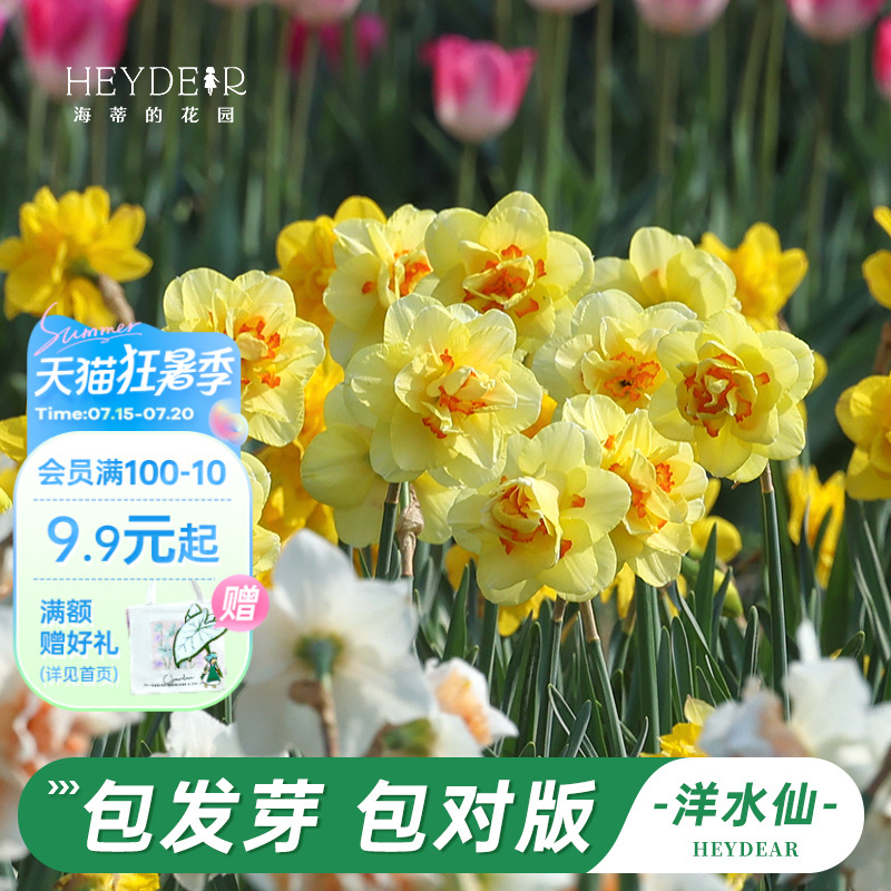 洋水仙种球包对版包发芽