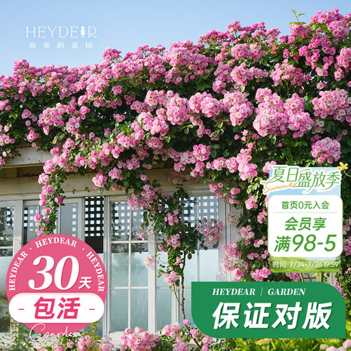 海蒂的花园藤本月季植物易活