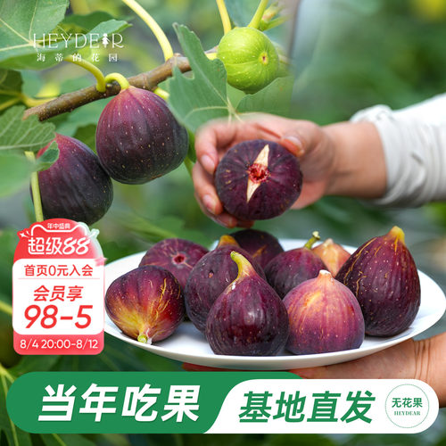 海妈家自产无花果盆栽苗