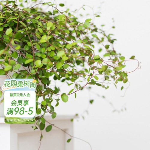 海蒂的花园四季常绿庭院观叶植物