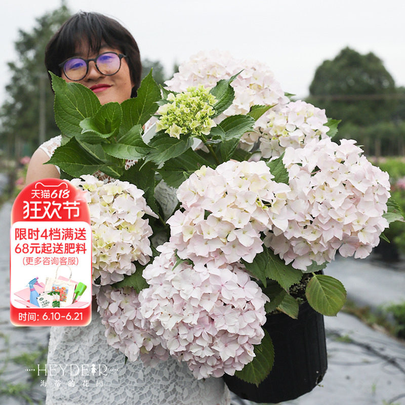 海蒂的花园青岛绣球大花粉白色可爱耐阴阳台露台花卉植物盆栽花苗