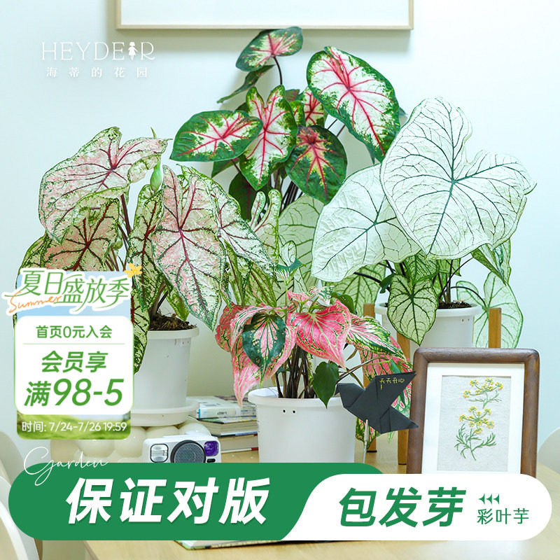 海蒂的花园旗舰店彩叶芋种球花卉植物盆栽室内办公室桌面绿植
