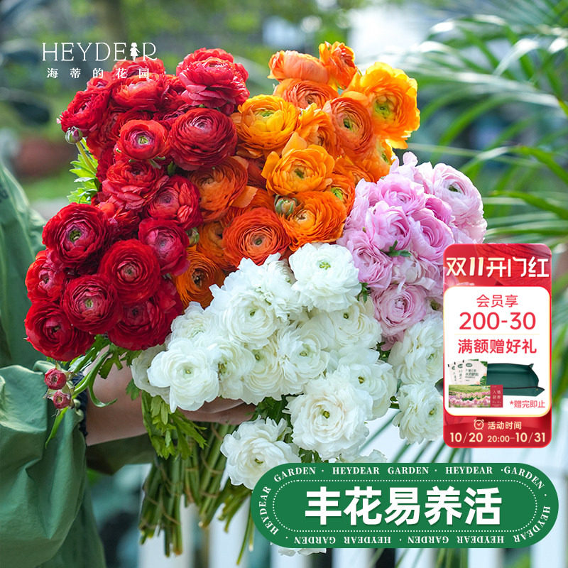 海蒂的花园旗舰店花毛茛洋牡丹种球裸球根植物阳台易养花卉绿植