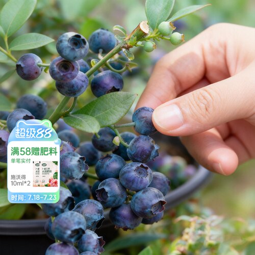 海蒂的花园旗舰店蓝莓树果苗北方可种绿植庭院盆栽蓝莓树果苗阳台