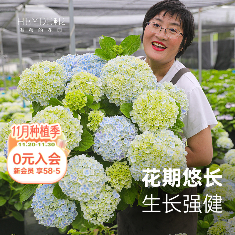 小众品种大花绣球不易撞款