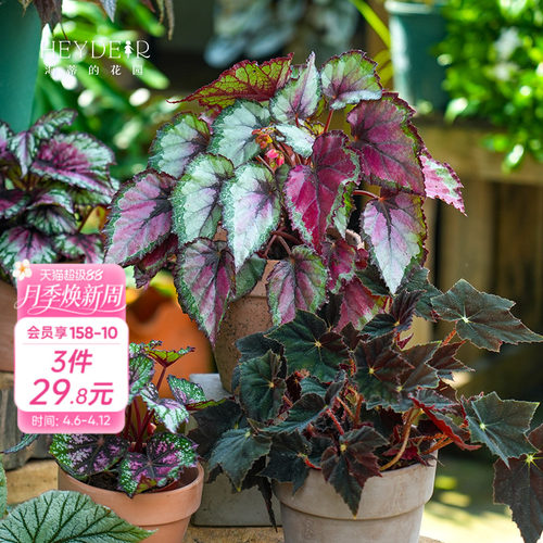 办公桌绿植室内栽种养护轻松