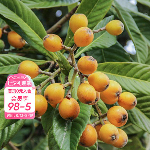 种植白沙枇杷海蒂的花园