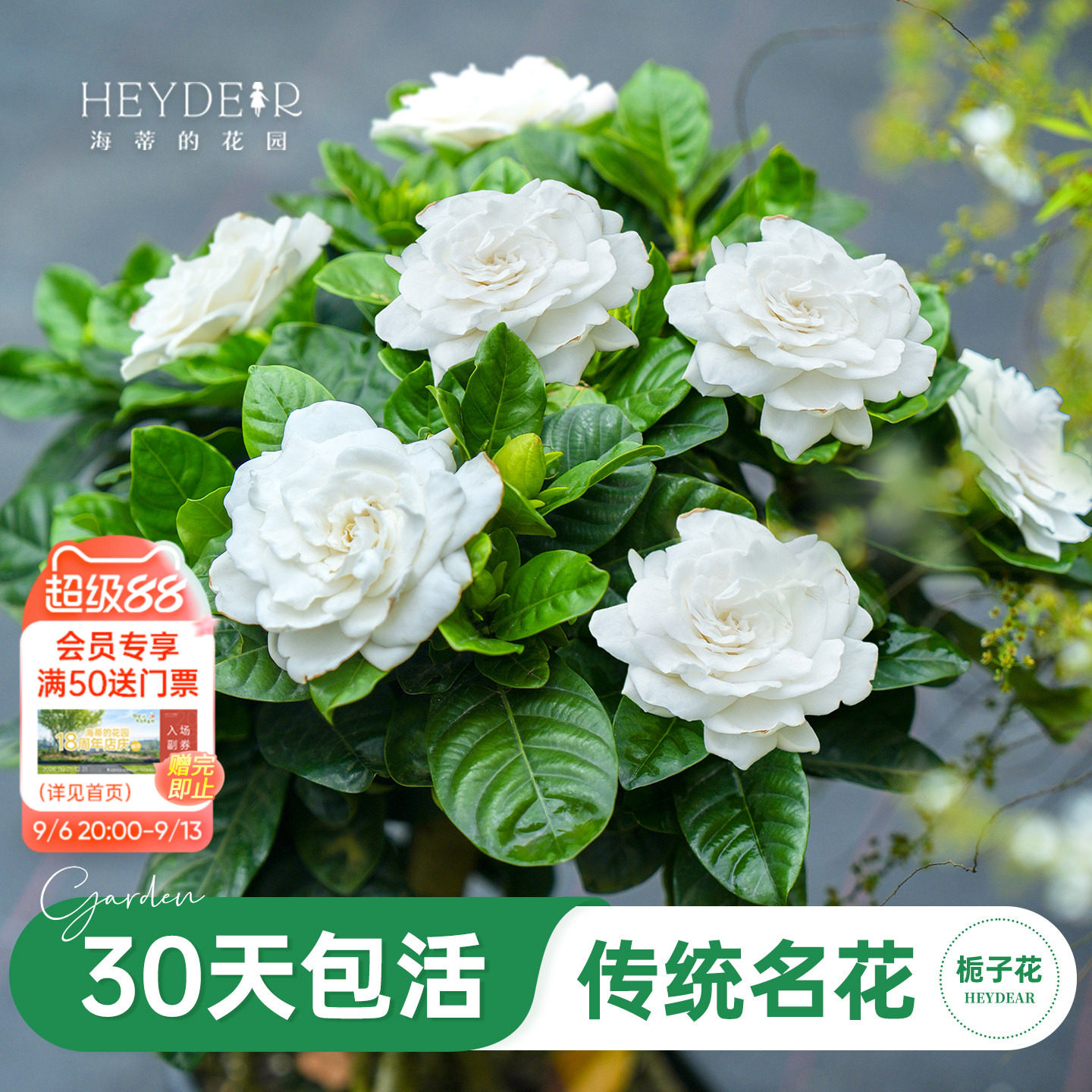 浓香栀子花盆栽大花栀子花图片