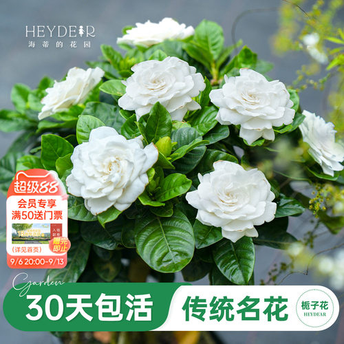 浓香栀子花盆栽大花栀子花