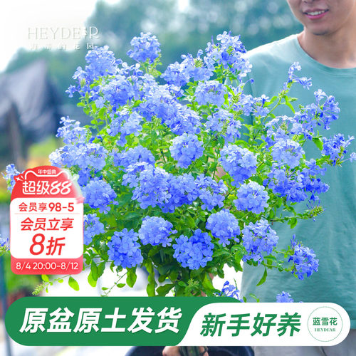 海蒂阳台蓝雪花海蒂的花园