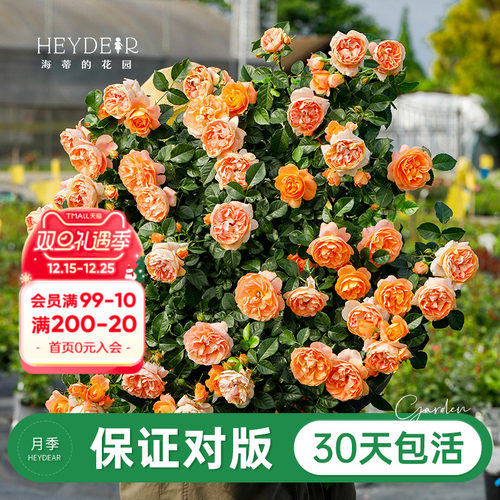 品牌优选月季30天包活