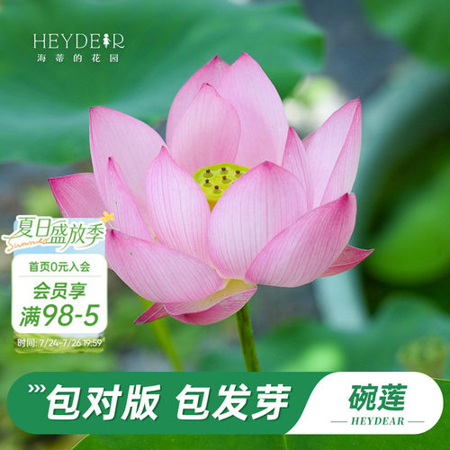 海蒂的花园水培碗莲苗