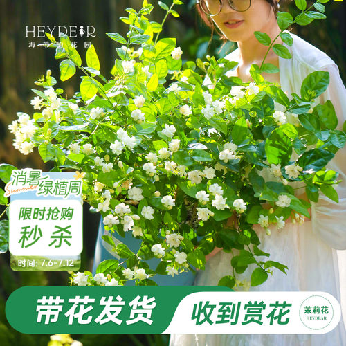 海蒂的花园重瓣茉莉花盆栽带花苗