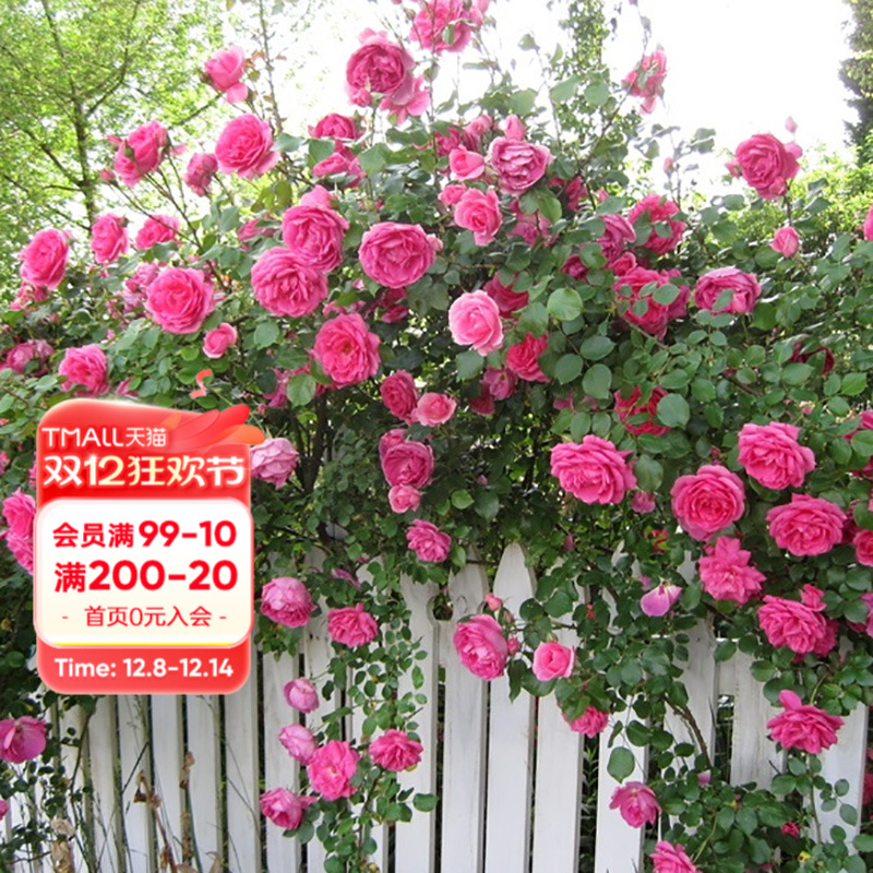 海蒂的花园藤本月季花墙拱门花卉