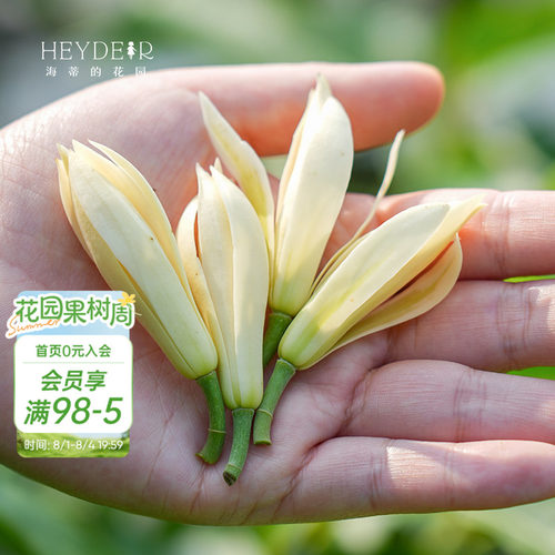 多季节开花黄角兰树苗四川发货