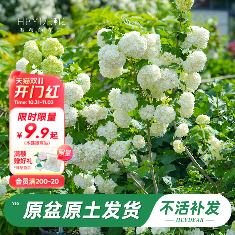 耐寒绣球花苗花量大易养护