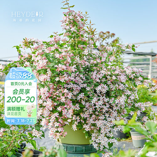 海蒂的花园花卉灌木春季开花