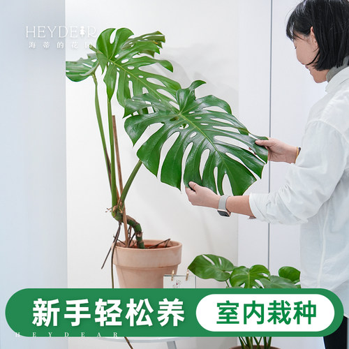 室内观叶绿植新手易养