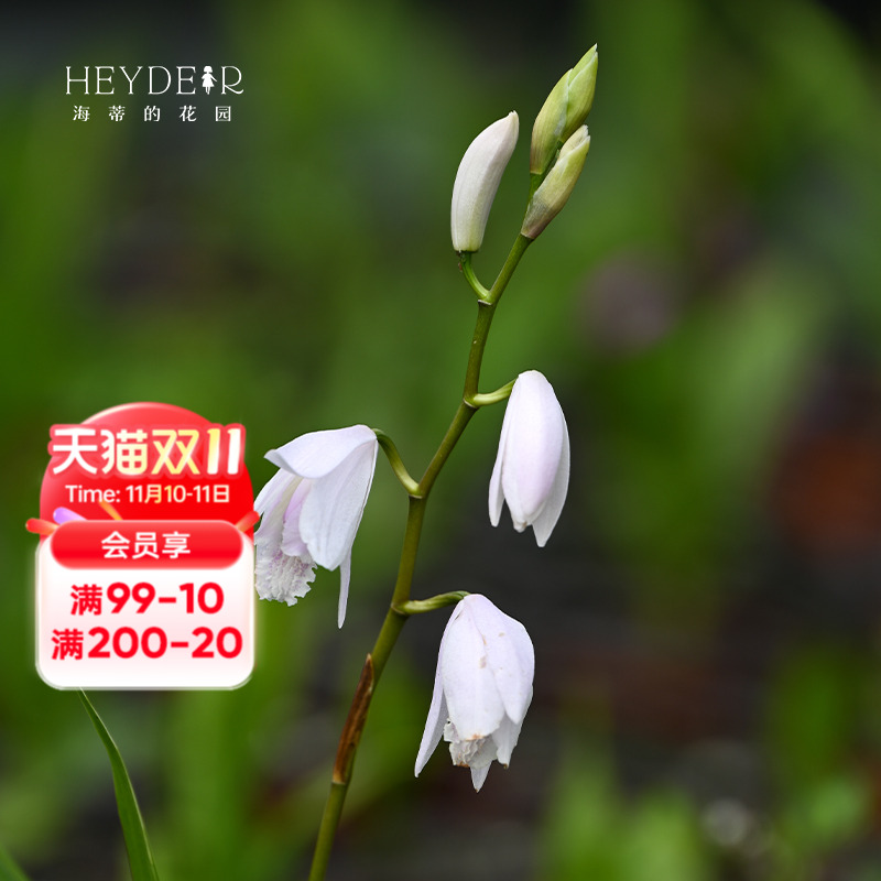 白芨宿根花卉阳台盆栽植物