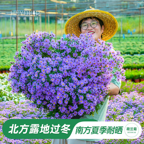 耐热耐寒开花盆荷兰菊蓝色菊花