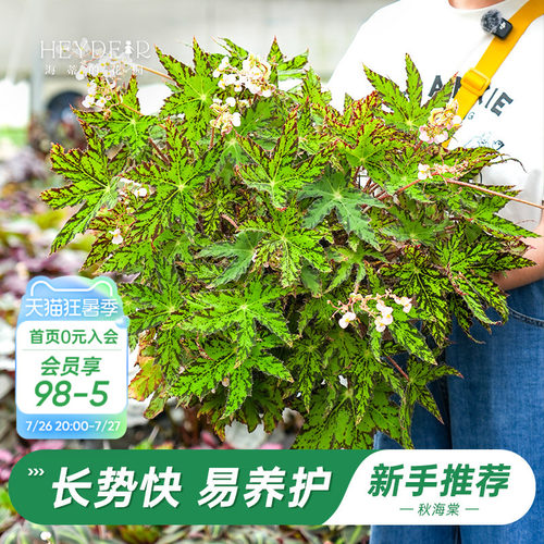 办公室绿植室内开花植物