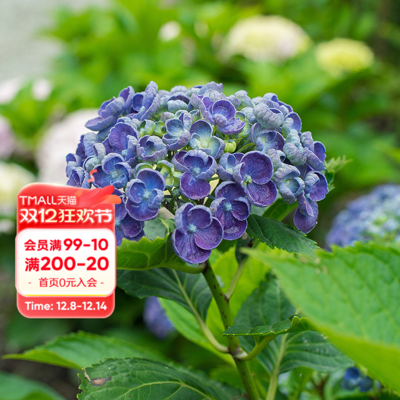 海蒂的花园大花绣球爆米花花卉