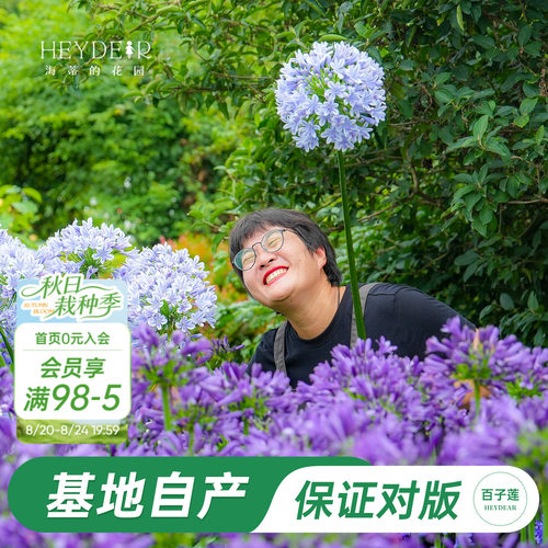 草本植物花箭挺立花朵如球