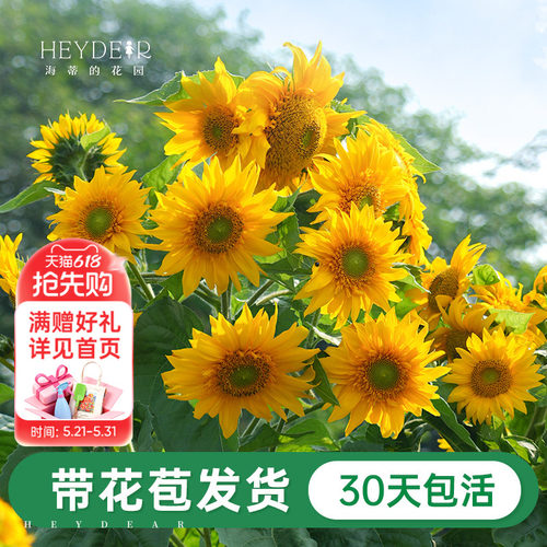 海蒂的花园向日葵盆栽带花苗