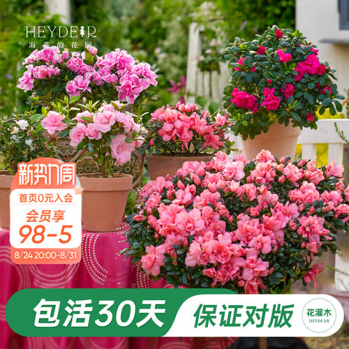 杜鹃茶花冬季开花花灌木