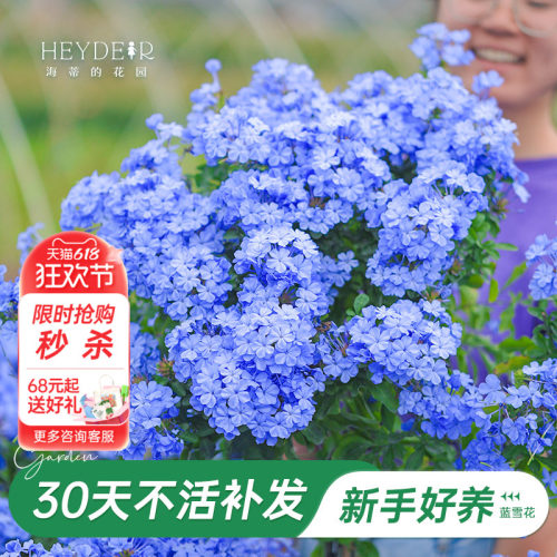 海蒂阳台蓝雪花海蒂的花园