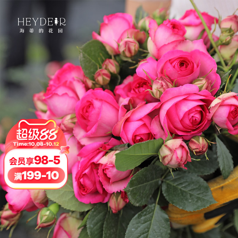 海蒂的花园深粉龙沙宝石爬藤月季拱门花墙植物阳台庭院花卉盆栽苗