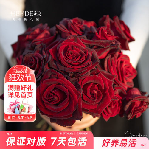 海蒂的花园大花月季好养