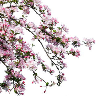 海蒂的花园垂丝海棠好养木本花卉庭院风景树地栽盆栽盆景植物树苗