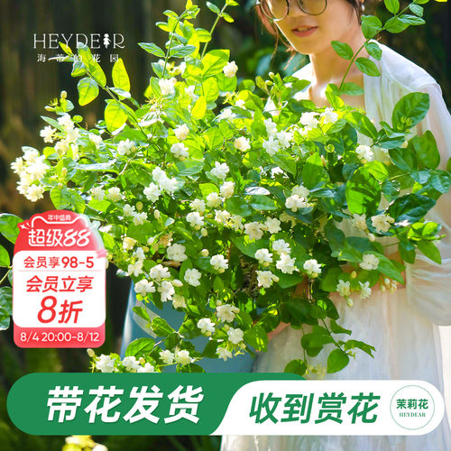 海蒂的花园重瓣茉莉花盆栽带花苗
