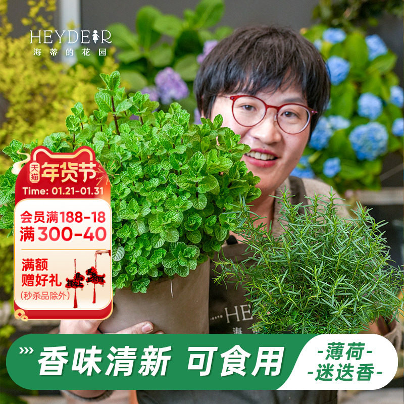 海蒂的花园旗舰店薄荷盆栽可食用香草香茅草迷迭香香料植物花苗,鲜花速递/花卉仿真/绿植园艺,时令草本花卉,淘宝优惠券,粉丝福利购,淘宝优惠卷