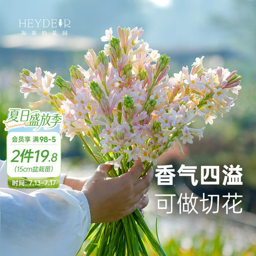 海蒂的花园晚香玉露台花卉植物