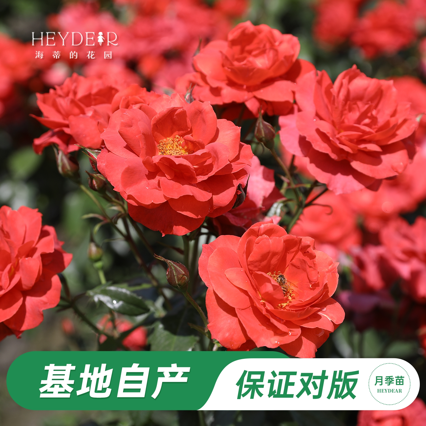 海蒂的花园 火热巧克力灌木月季多头玫瑰阳台庭院花卉植物盆栽苗