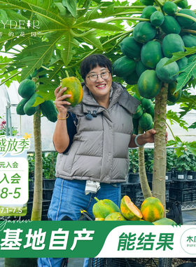 海蒂的花园旗舰店木瓜盆栽苗树苗南方种植庭院盆栽地栽果树果苗