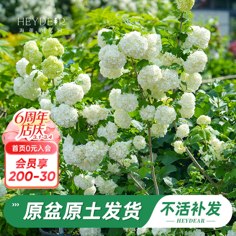 海蒂的花园旗舰店欧洲木绣球玫瑰花苗庭院花卉盆栽植物耐寒树苗