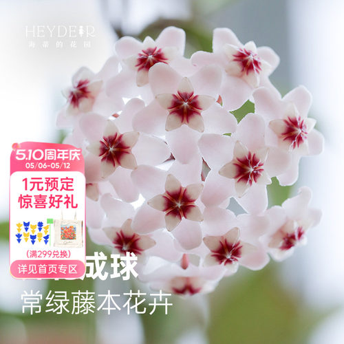 球兰耐阴开花植物花卉