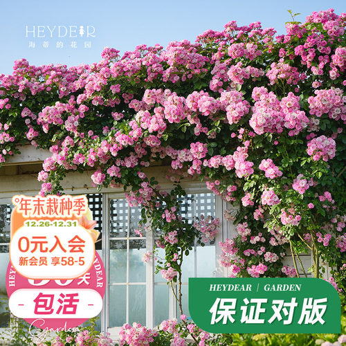 海蒂的花园藤本蓝色阴雨植物易活