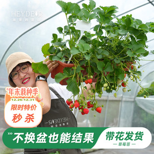 海蒂 花园旗舰店草莓苗秧盆栽奶油草莓特大号丹东99红颜结果新苗